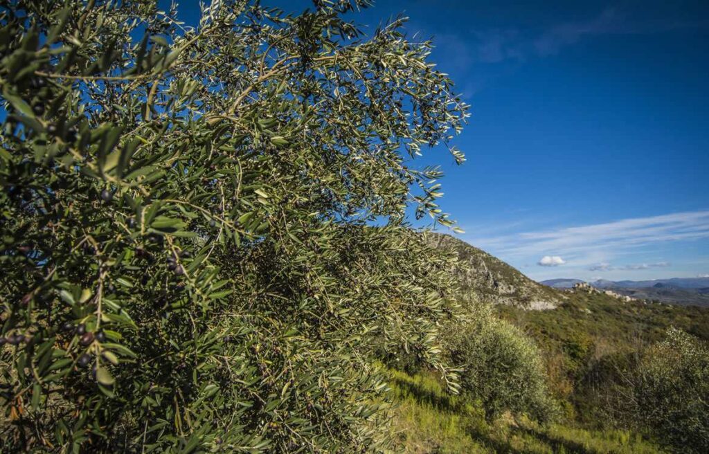 Esperienza di raccolta delle olive nella Valle del Volturno