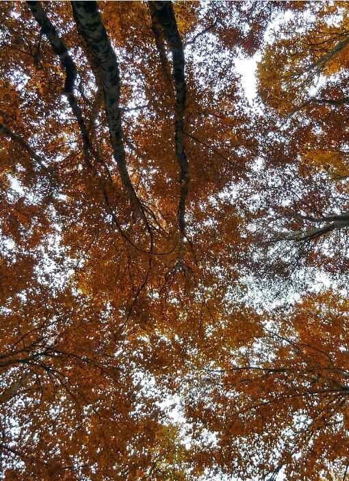 Nella foresta incantata di Vallefiorita, Pizzone, Molise