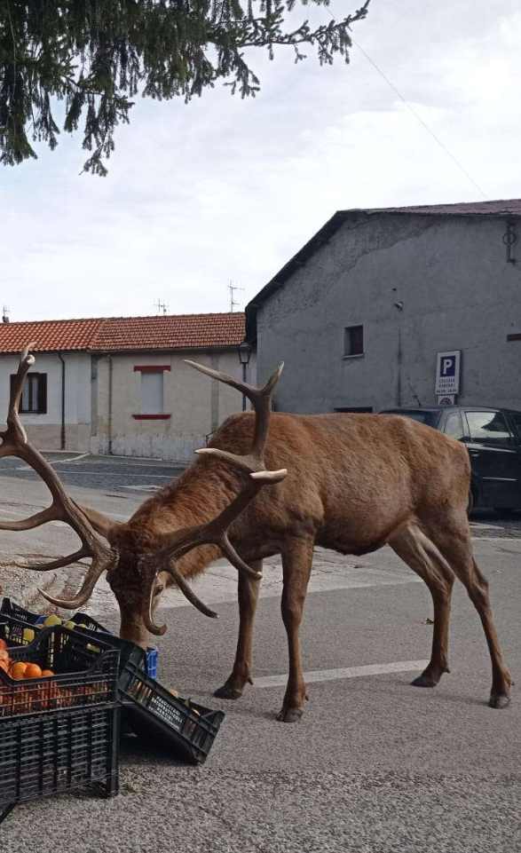 Un cervo fa la sua spesa nel centro di Villetta Barrea