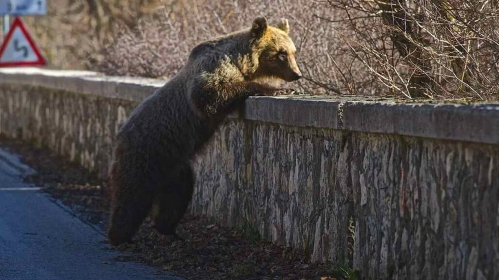 convivere con l'orso museo dell'orso pizzone casita1906 b&b casa vacanze