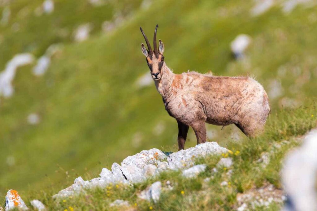 Camoscio d'Abruzzo sul Marsicano