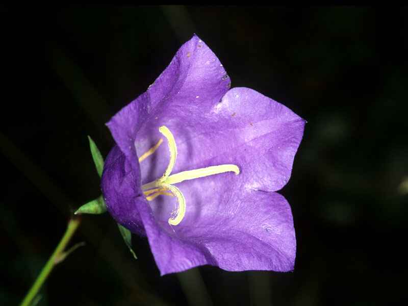 Campanula Napoletana