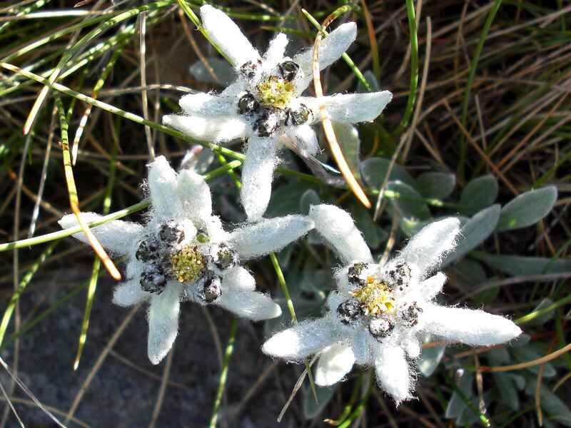 Stelle Alpine dell'Appennino, nel Parco Nazionale d'Abruzzo Lazio e Molise